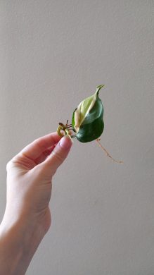 Philodendron Rio