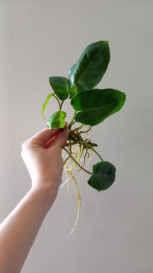 Philodendron Burle Marxii