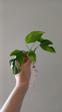 Monstera Minima