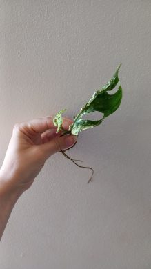 Monstera Frozen Freckles