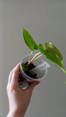 Anthurium raritní hybrid