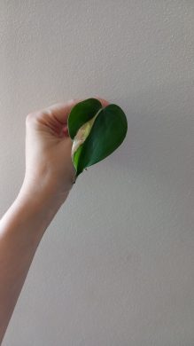 Philodendron Rio Kopie