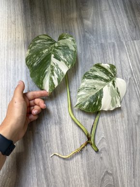 Monstera deliciosa 'Albo Variegata'