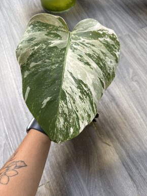 Monstera deliciosa 'Albo Variegata'