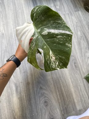 Monstera deliciosa 'Albo Variegata'
