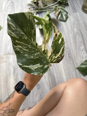 Monstera deliciosa 'Albo Variegata'