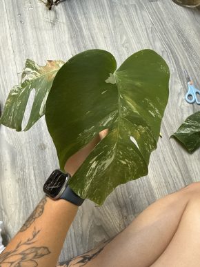 Monstera deliciosa 'Albo Variegata'