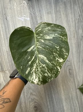Monstera deliciosa 'Albo Variegata'