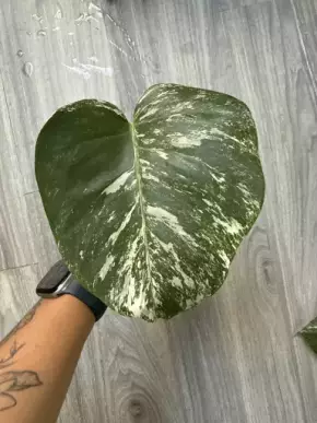 Monstera deliciosa 'Albo Variegata'