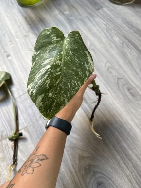 Monstera deliciosa 'Albo Variegata'