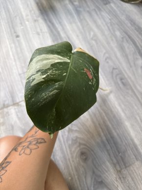 Monstera deliciosa 'Albo Variegata'
