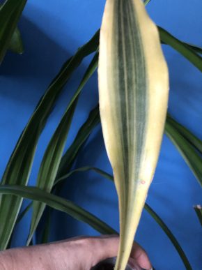 Sansevieria Yellowstone - rostlina