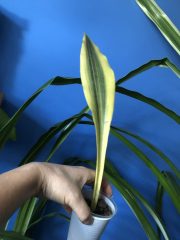 IMG_4559.jpeg