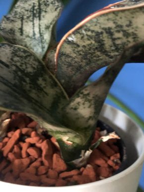 Sansevieria Star Canyon Granite - menší rostlinka .