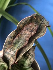 IMG_4565.jpeg