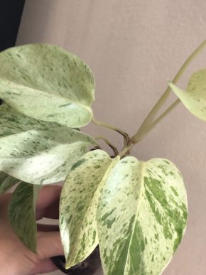 Epipremnum Snow Queen - rostlina