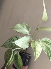 IMG_4571.jpeg