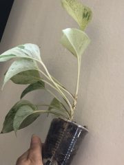 IMG_4573.jpeg