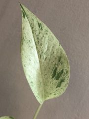 IMG_4575.jpeg