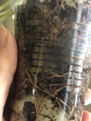 IMG_4574.jpeg