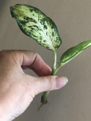IMG_4569.jpeg