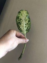 IMG_4570.jpeg