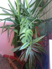 Photo0216.jpg