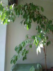 Photo0218.jpg