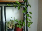Photo0214.jpg