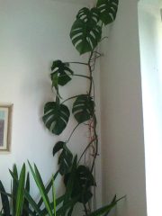 Photo0224.jpg