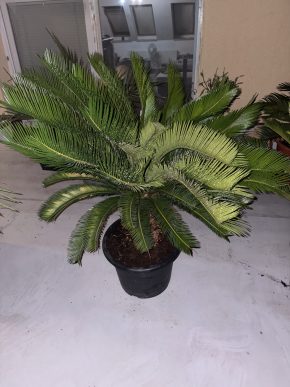 Cycas Revoluta