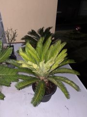 IMG_2526.jpeg