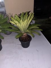 IMG_2525.jpeg