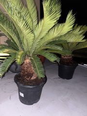 IMG_2528.jpeg