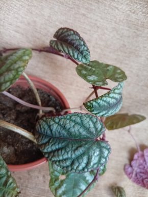 Cissus discolor -žumen