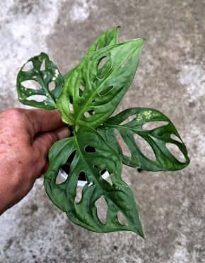 Monstera Monkey Mask