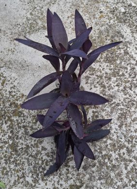 Tradescantia Pallida