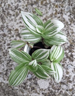 Tradescantia White nanouk