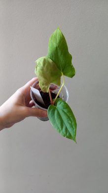 Anthurium raritní hybrid Kopie
