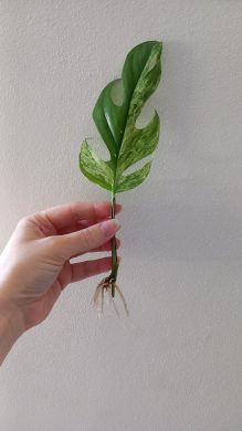 Epipremnum pinnatum marble Kopie