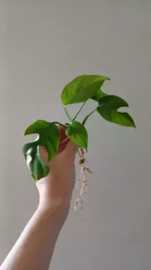 Monstera Minima Kopie