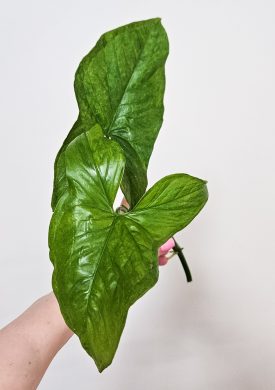 Syngonium mojito