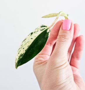 Philodendron Emerald Ice rare