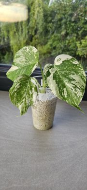 Monstera Albo Variegata