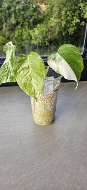 Monstera Albo Variegata