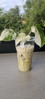 Monstera Albo Variegata