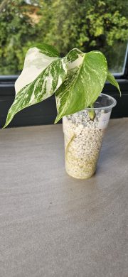 Monstera Albo Variegata