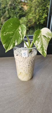 Monstera Albo Variegata