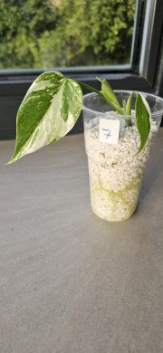 Monstra Albo Variegata