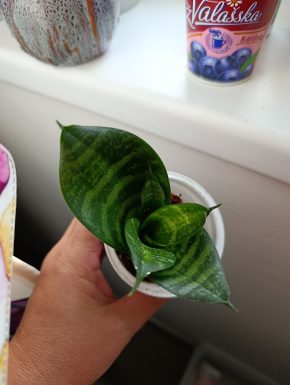 Sansevieria Seibert